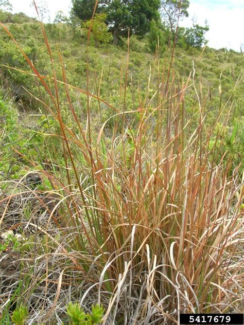 Broomsedge Bluestem Andropogon Virginicus