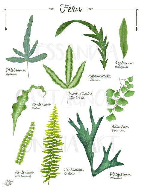 Types Of Ferns And Their Names