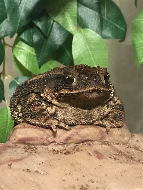 Fat toad is a healthy toad : r/frogs