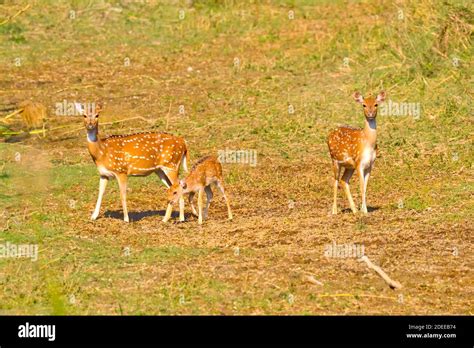 Spotted Deer Cheetal Axis Axis Axis Deer Royal Bardia National Park