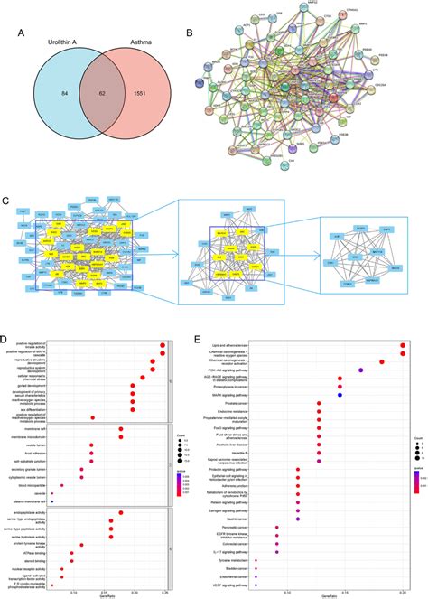 Network Pharmacological Analysis Of Urolithin A In Asthma A Venn Download Scientific Diagram