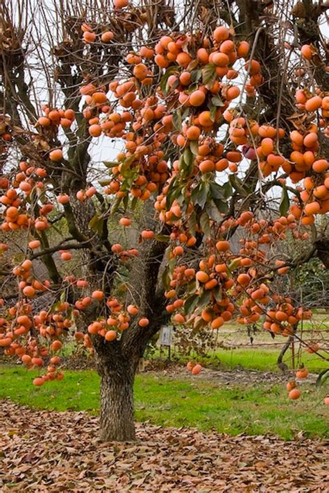 Buy Fuyu Japanese Persimmon Tree Free Shipping Wilson Bros Gardens