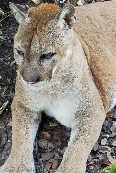 7 Best Places to See Wildlife Up-Close in Belize | Life On The Roam