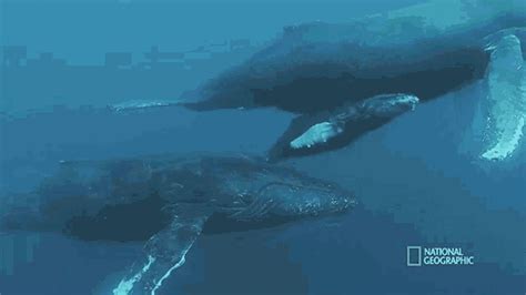 Child And Mother Humpback Whale Migration  Child And Mother