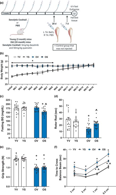 Deletion Of Sa Gal Cells Using Senolytics Improves Muscle