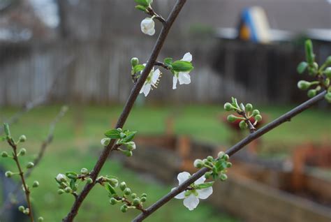 Plum blossoms « plumdirt