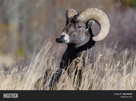 Wild Bighorn Sheep Image & Photo (Free Trial) | Bigstock