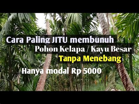 Cara Mematikan Pokok Kelapa