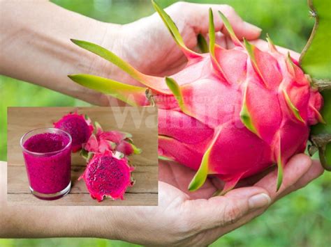 Sebab Kenapa Kena Makan Buah Naga Punyalah Banyak Kelebihannya