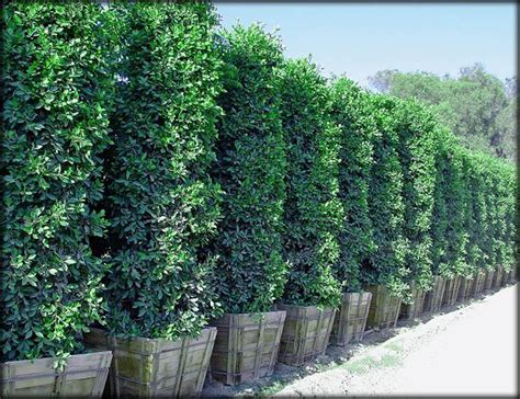 Ficus Nitida Columns Make Great Large Privacy Hedges Raquel Privacy