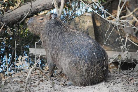 lllᐅ Capibara o carpincho el roedor más grande del mundo