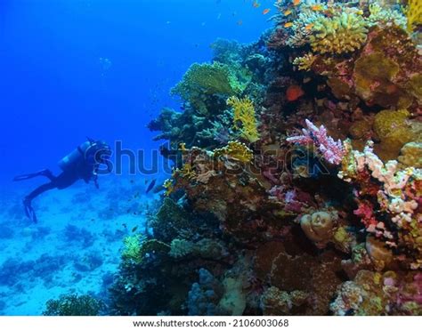 2,123 Diving Aqaba Images, Stock Photos & Vectors | Shutterstock