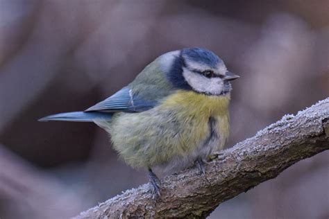 Parus Caeruleus Mésange Bleue Pimpelmees Blue Tit Flickr