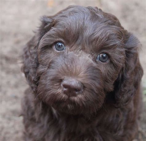 Chocolate Labradoodle Puppies Florida : Stunning chocolate labradoodle ...