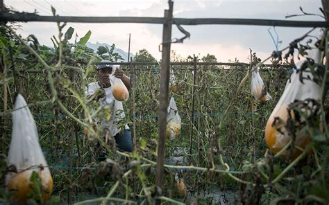 Panen Semangka Golden Harga Rp Per Kilogram