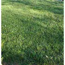 Titan Tall Fescue Grass And Bluegrass Seed Mixture