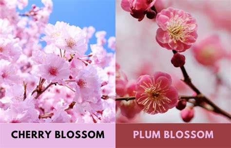 Cherry Blossom Vs Plum Blossom How To Tell Them Apart Dear Japanese