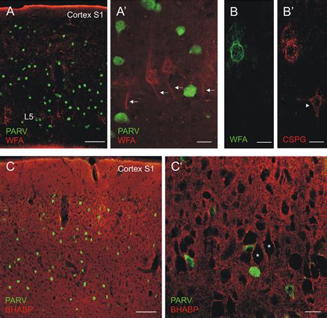 Characteristics Of Extracellular Matrix In The Neocortex Parvalbumin