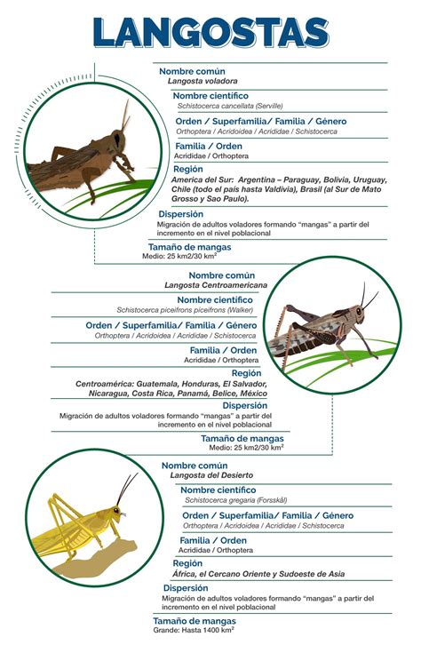 Diagrama Del Ciclo De Vida De La Langosta