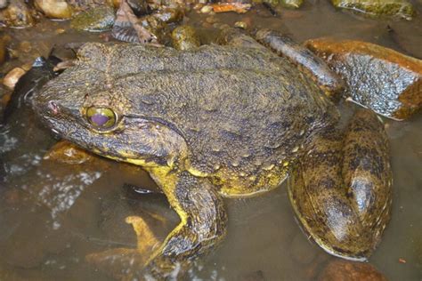 Goliath Frog vs African Bullfrog: Understanding the Differences Between Two Amphibians