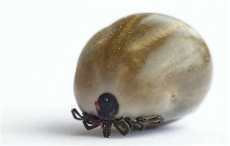 The Complete Guide to Ticks in California