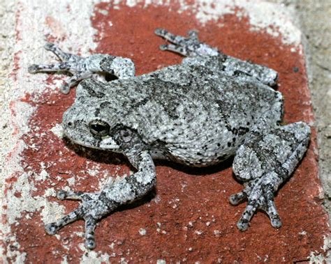 Gray Tree Frog Tadpoles