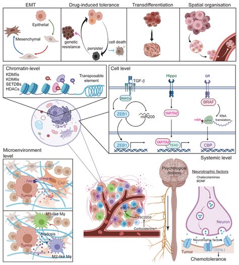 Summary Of Cell Plasticity Models A Four Scenarios Of Cell