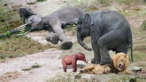 Amazing Elephant Herd Protect Mom Newborn Elephant From Lion Pride