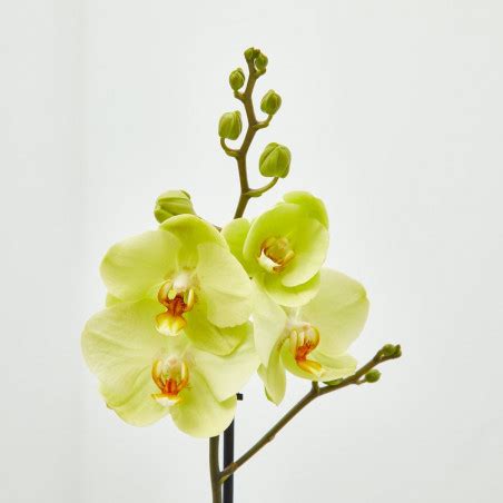 En Verdecora podrás comprar Orquidea phalaenopsis amarilla 1 tallo en