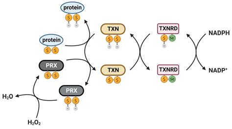 Evolutionarily Conserved Role Of Thioredoxin Systems In Determining