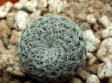 Sulcorebutia Heliosoides Lh Sulcorebutia Heliosoides L Flickr