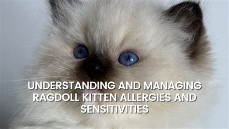 Ragdoll Kitten Allergies Exclusive Ragdolls