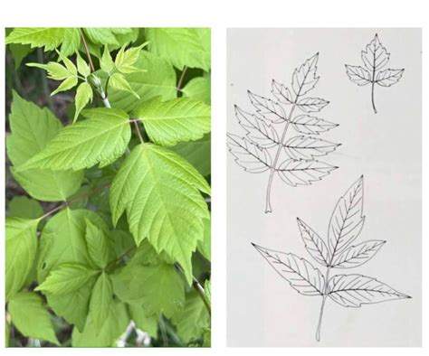 Maple Tree Identification By Leaf Chart And Pictures