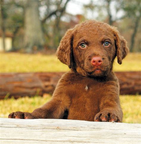 Chesapeake Bay Retriever - Temperament, Lifespan, Shedding, Puppy