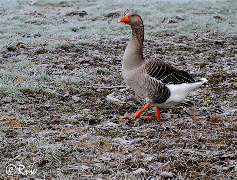 Anser anser Oie cendrée Greylag goose Grauwe gans Gr Flickr