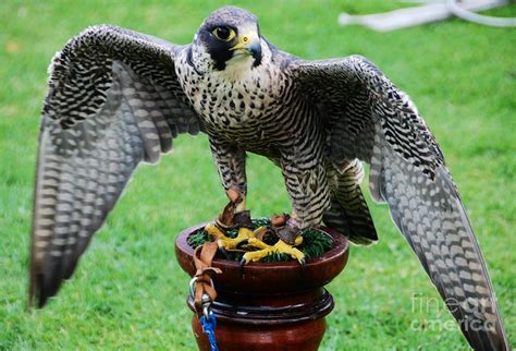 Peregrine Falcon Vision # 1 Photograph by Marcus Dagan - Fine Art America