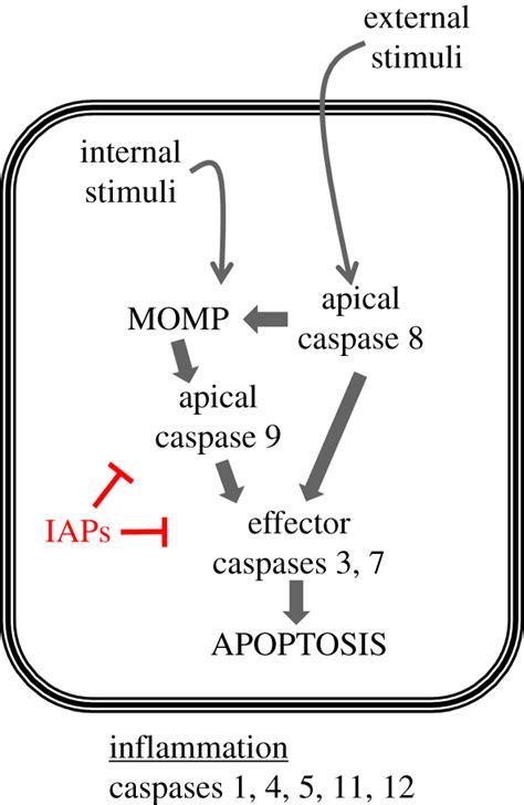 Induction Of Apoptosis By Caspases Internal Or External Stimuli Result