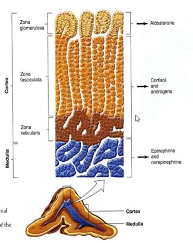 Flashcards Aldosterone And Adrenal Medulla Quizlet