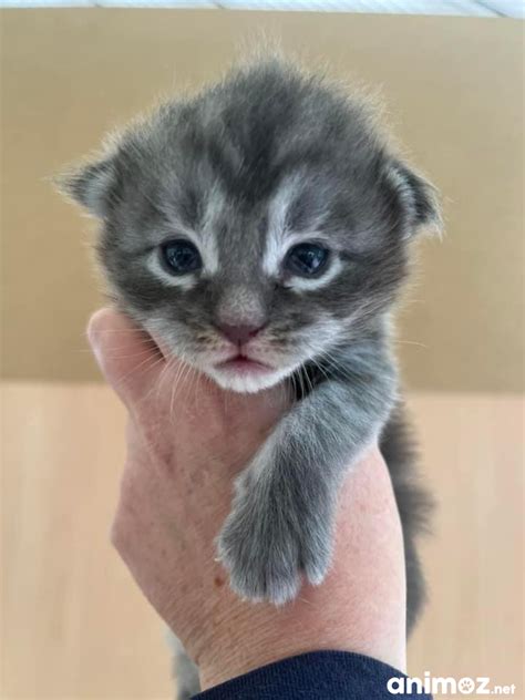 Superbe Chaton Maine Coon M Le Blue Blotched Tabby Gard Sur Animoz Net