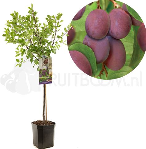 Pruimenboom Prunus Domestica Opal Blauw Paarse Pruim Laagstam