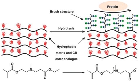 Schematic Illustration Of Antifouling Mechanism Of Pus Reproduced With