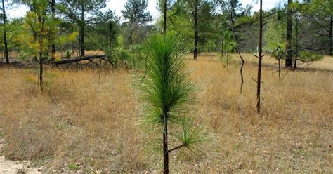 Using Georgia Native Plants: Georgia's Coastal Plain Ecoregion