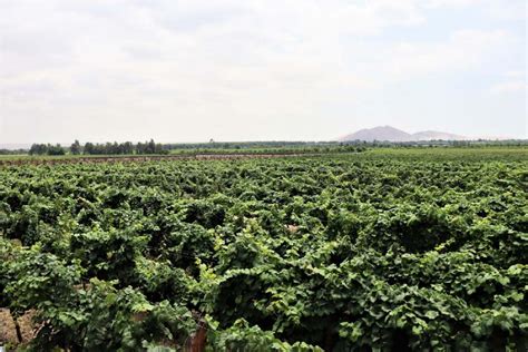 Pisco Wine Tour Tasting Tour In Icas Vineyards