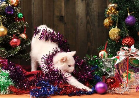 How To Keep Cats Away From Christmas Tree 7 Best Ways To Do It