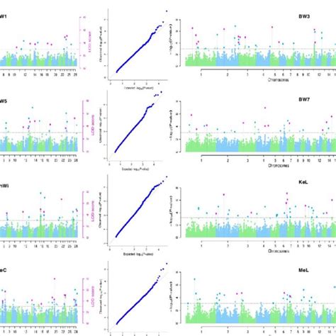 Manhattan And QQ Plots For Eight Growth Traits In GWAS Using MrMLM