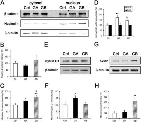 Gb Increases Nuclear β Catenin And Activate The Wnt Pathway Ac P19