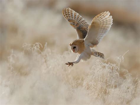 How Big Are Barn Owls? (Wingspan + Size) | Birdfact