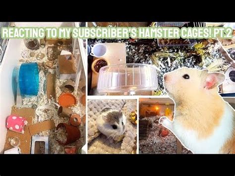 Reacting To My Subscriber S Hamster Enclosures PT 2 YouTube