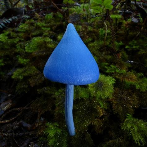 blue pinkgill (Entoloma hochstetteri) · iNaturalist