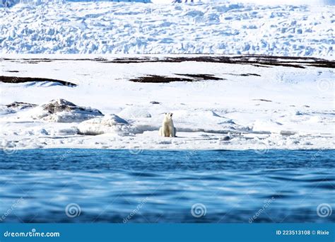 Adult Female Polar Bear Sits At The Edge Of The Fast Ice Svalbard